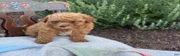 Toy Poodle dogs for sale: Grace - Ad 3