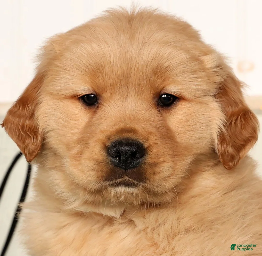 Golden Retriever dogs for sale: Rammy - Ad 9