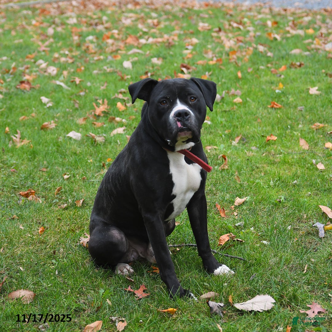 Mixed Breed dogs for sale: Oreo - Ad 3