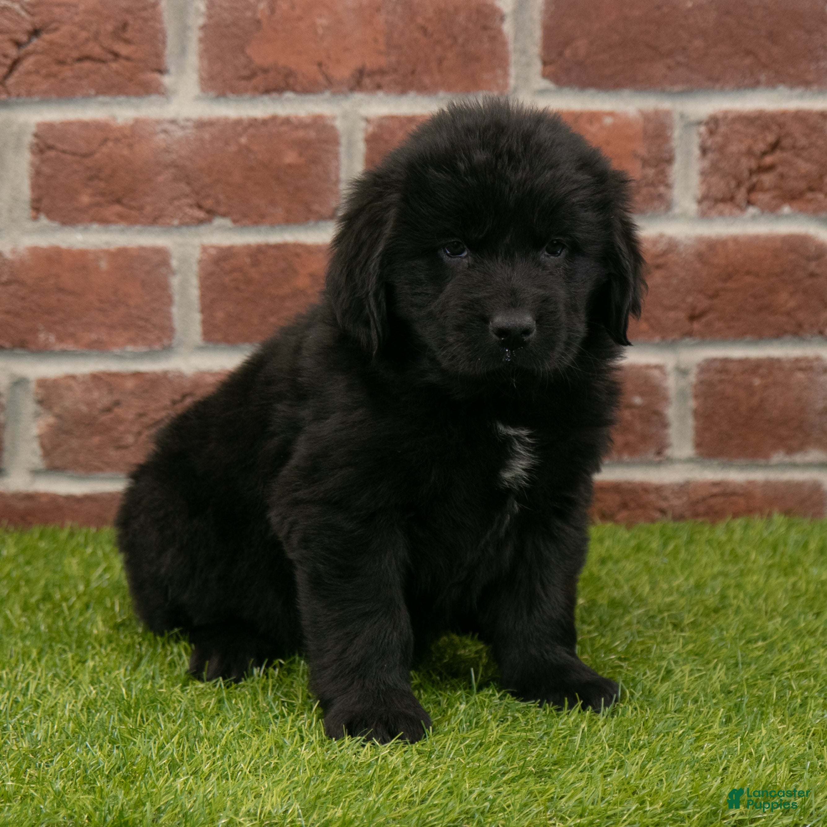 Newfoundland dogs Hallie - Ad 14