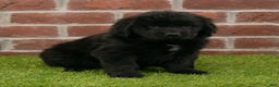 Newfoundland dogs for sale: Hallie - Ad 1
