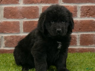 Newfoundland dogs Hallie - Ad 6