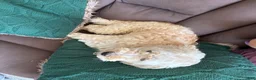 Aussiedoodle dogs for sale: Javier - Ad 3