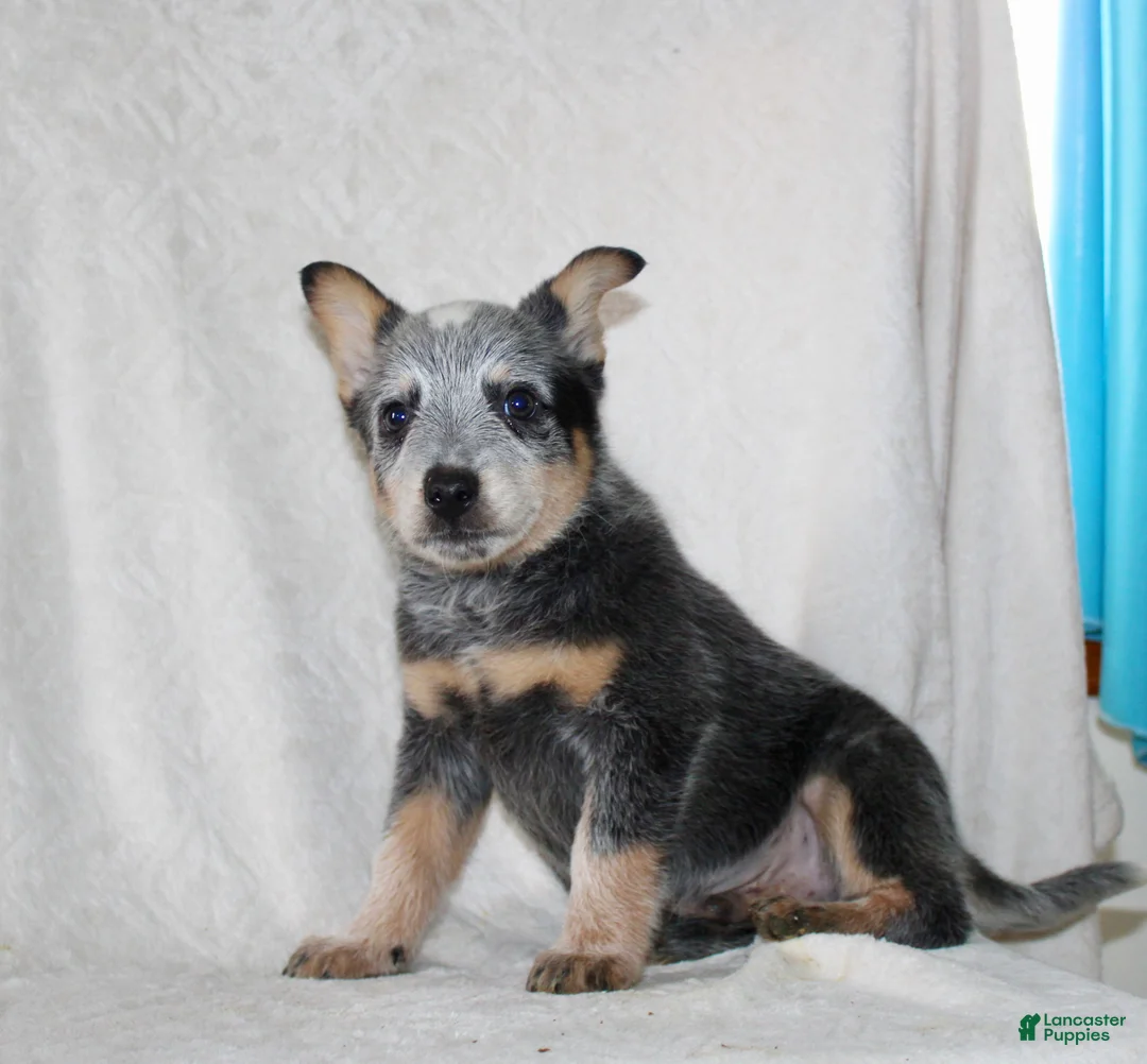 Australian Cattle Dog dogs for sale: Drew - Ad 6