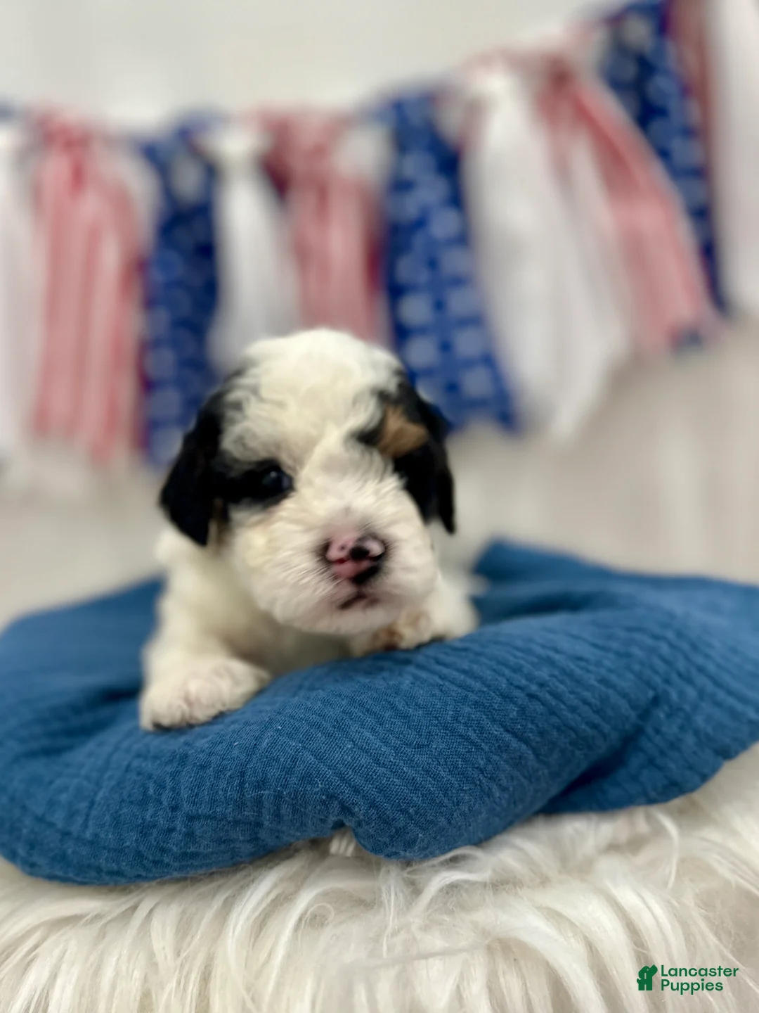 Mini Aussiedoodle dogs for sale: Tate - Ad 1