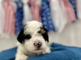 Mini Aussiedoodle dogs for sale: Tate - Ad 1