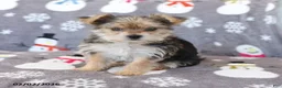 Morkie dogs for sale: Ziggy - Ad 2