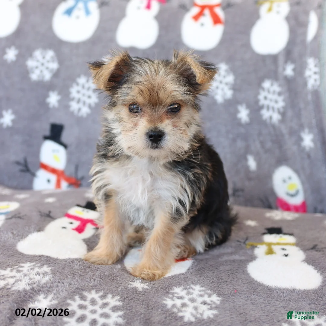 Morkie dogs for sale: Ziggy - Ad 2