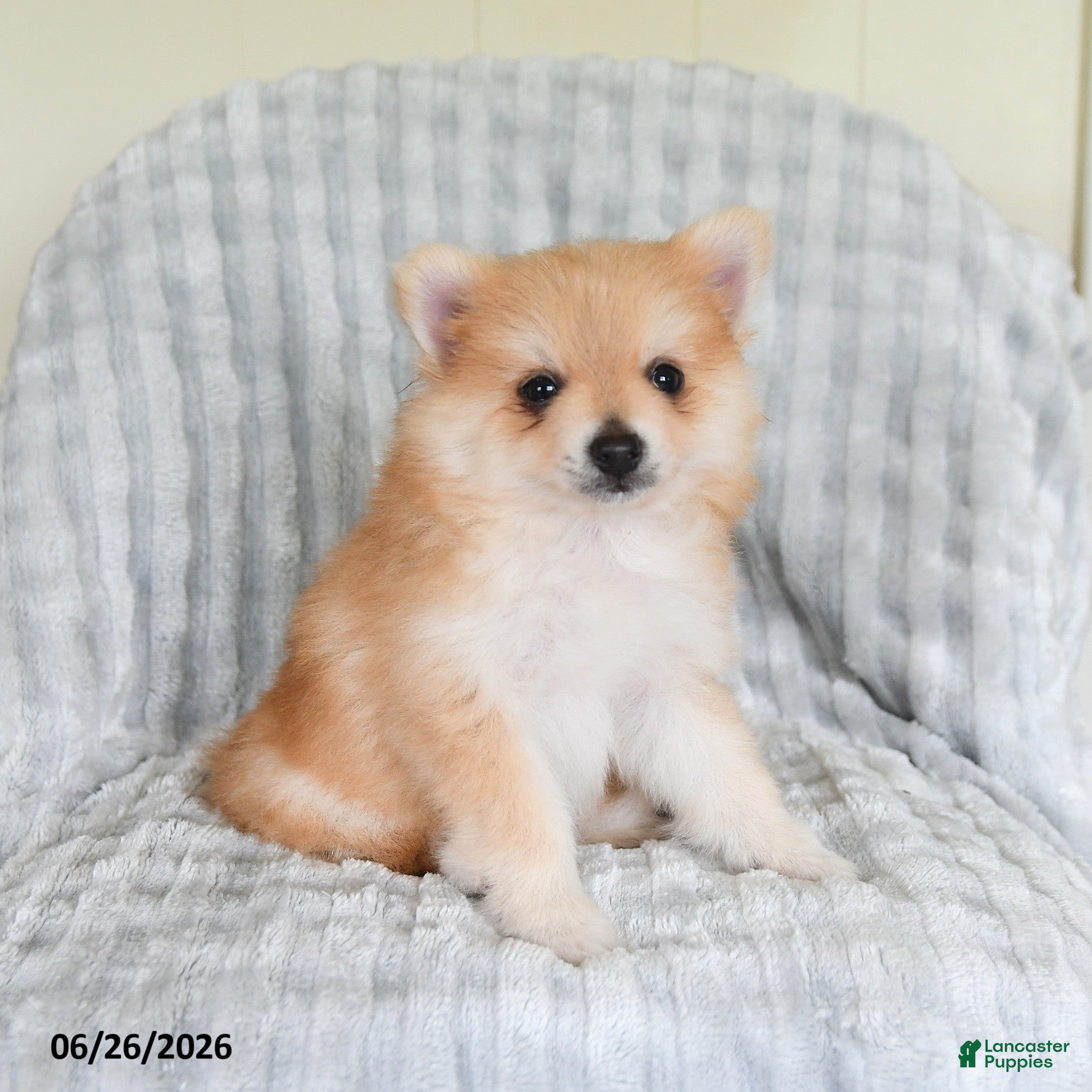 Pomsky dogs Sammy  - Ad 2