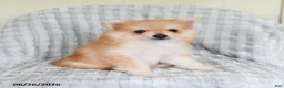 Pomsky dogs for sale: Sammy  - Ad 2