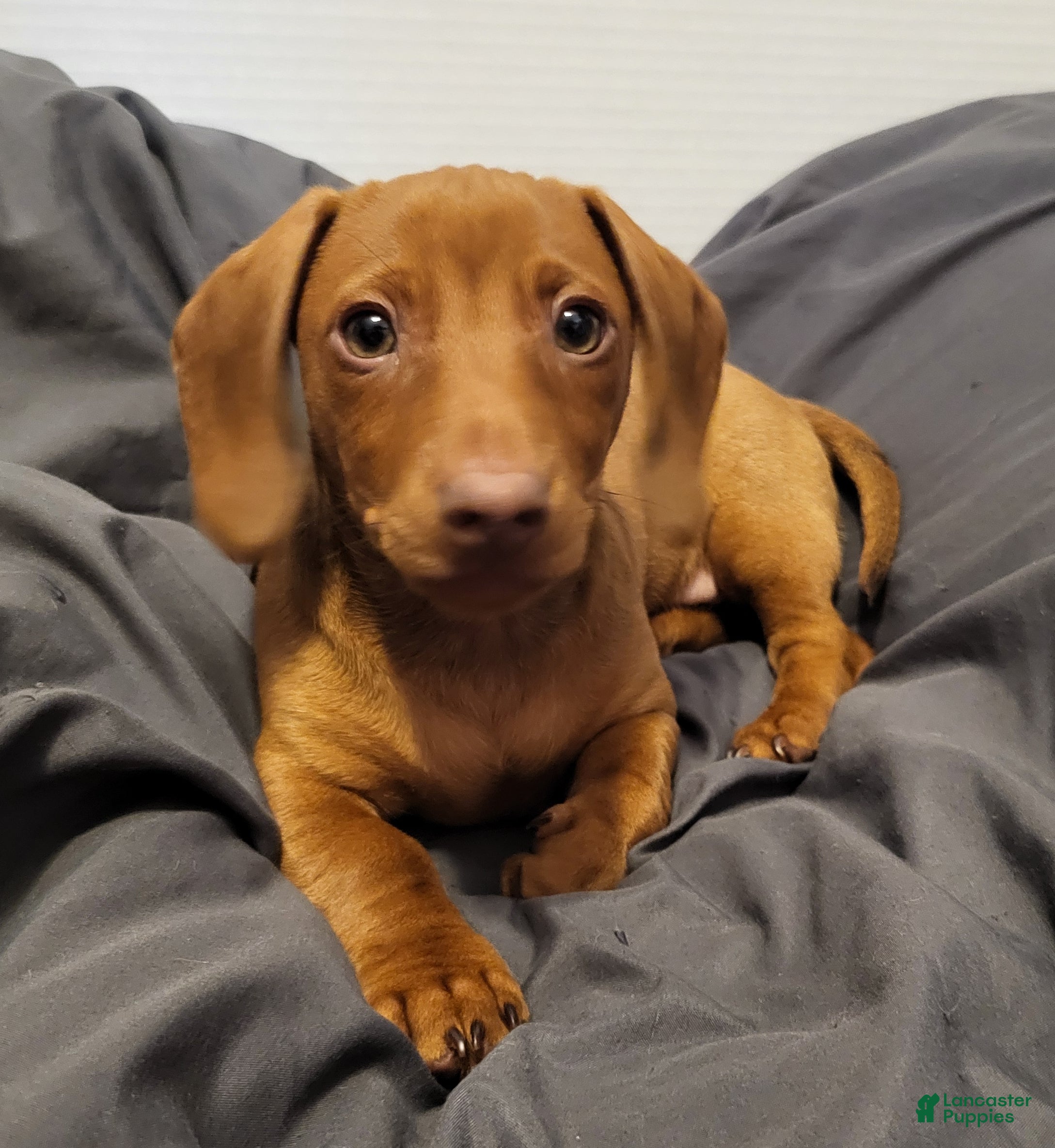 Miniature Dachshund dogs Miniature Dachshund Puppy 2 - Ad 25