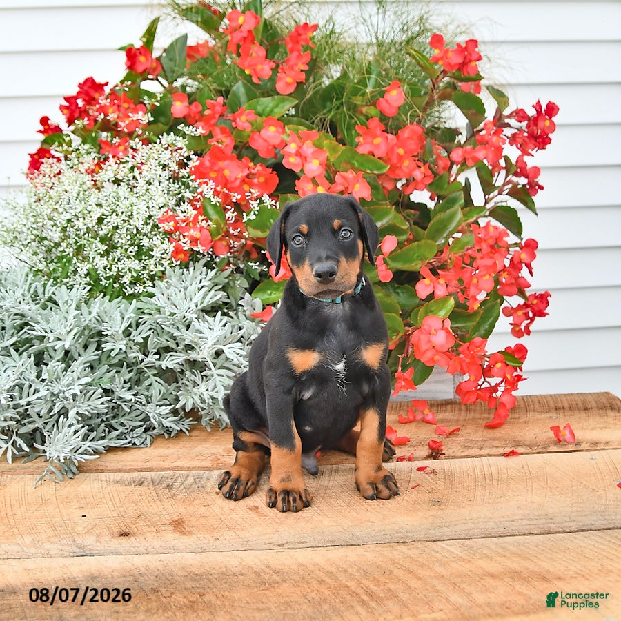 Doberman Pinscher dogs Benji - Ad 1