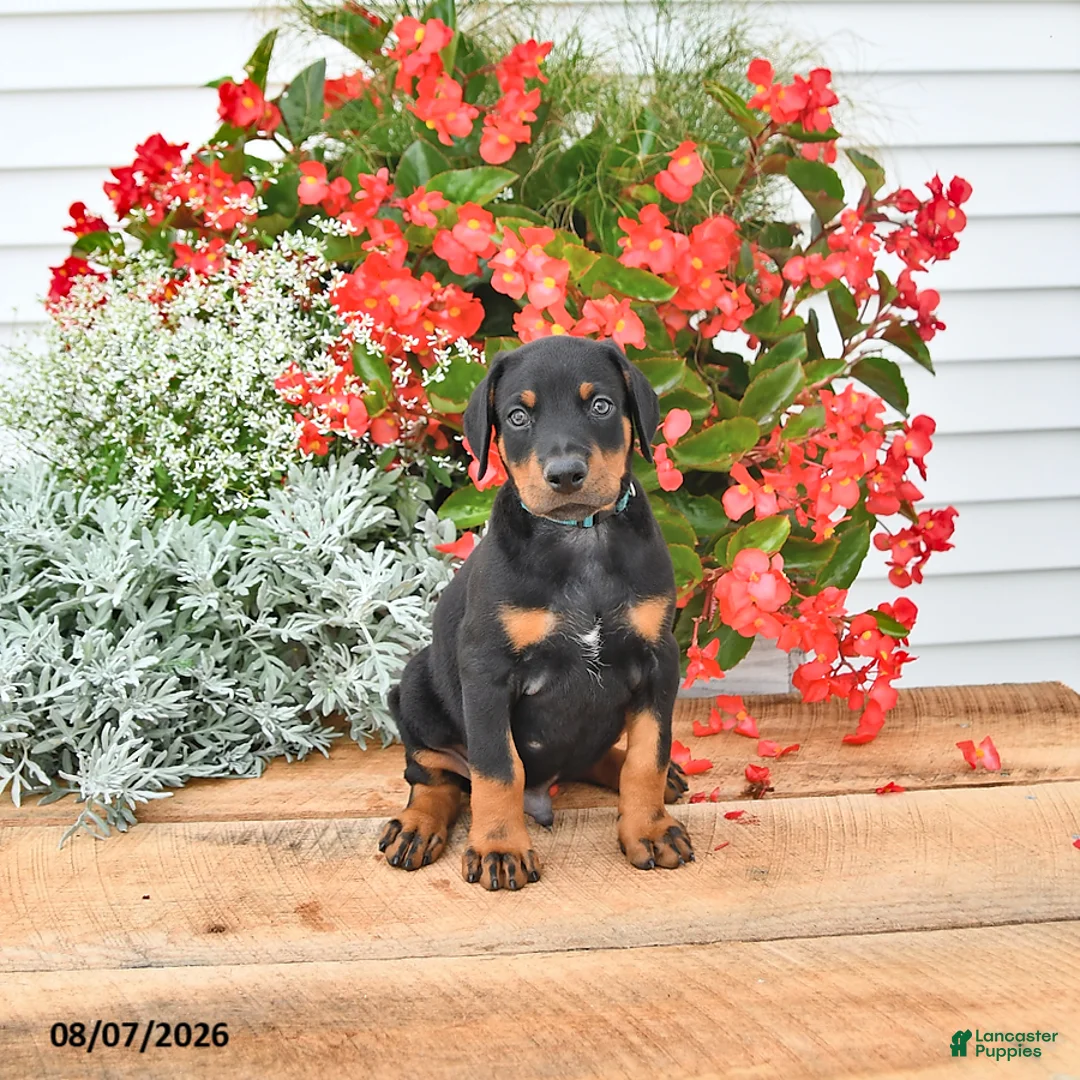 Doberman Pinscher dogs for sale: Benji - Ad 1