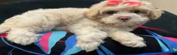 Mixed Breed dogs for sale: LeeLee - Ad 3