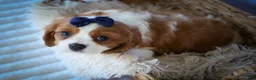 Cavalier King Charles Spaniel dogs for sale: Patches💙 - Ad 15
