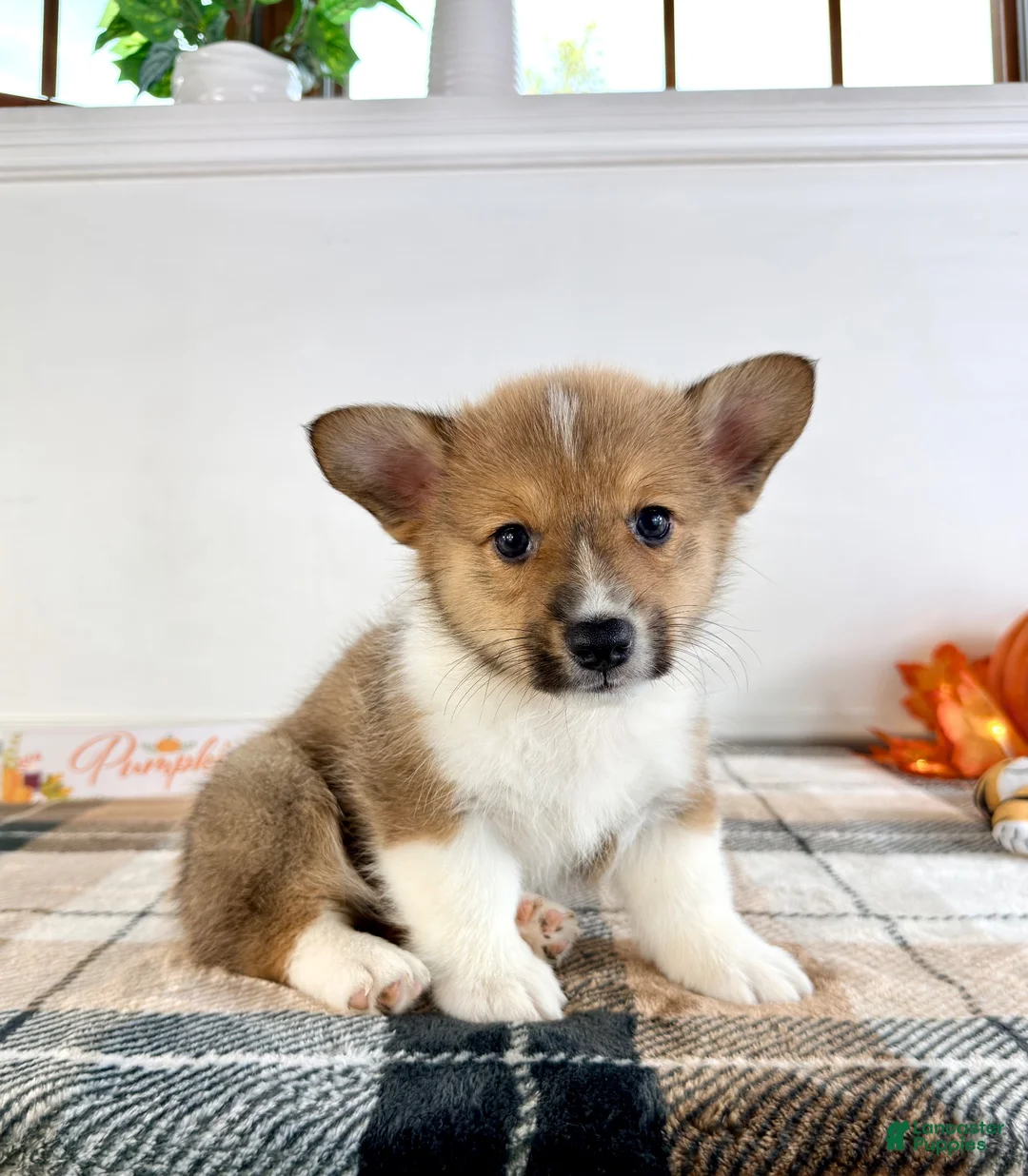 Welsh Corgi Pembroke dogs for sale: CKC Hobie - Ad 5