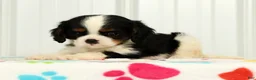 Cavalier King Charles Spaniel dogs for sale: Koby - Ad 6