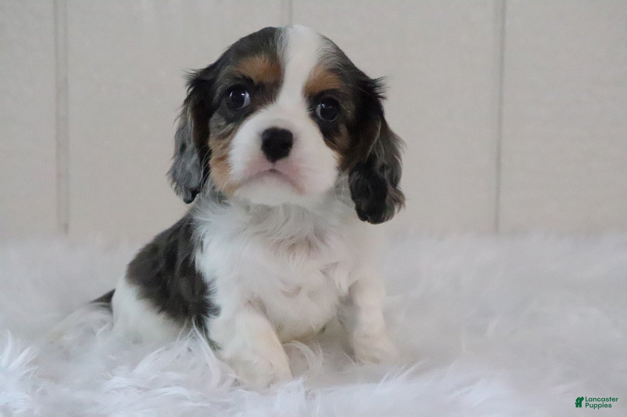 Cavalier King Charles Spaniel dogs Max - Ad 34