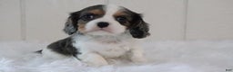 Cavalier King Charles Spaniel dogs for sale: Max - Ad 1