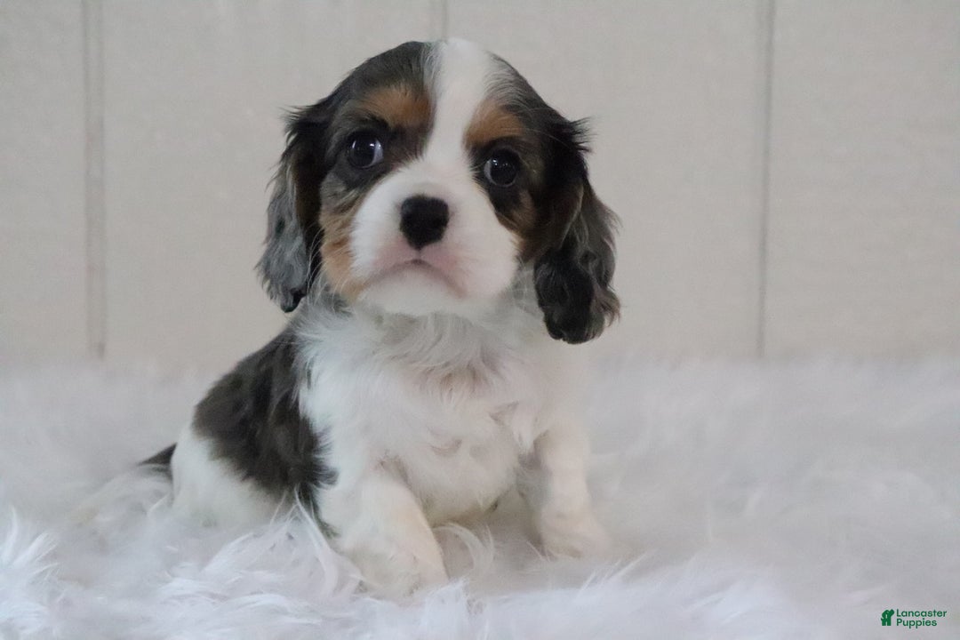 Cavalier King Charles Spaniel dogs for sale: Max - Ad 1
