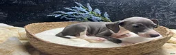 Italian Greyhound dogs for sale: Italian Greyhound 1 - Ad 8