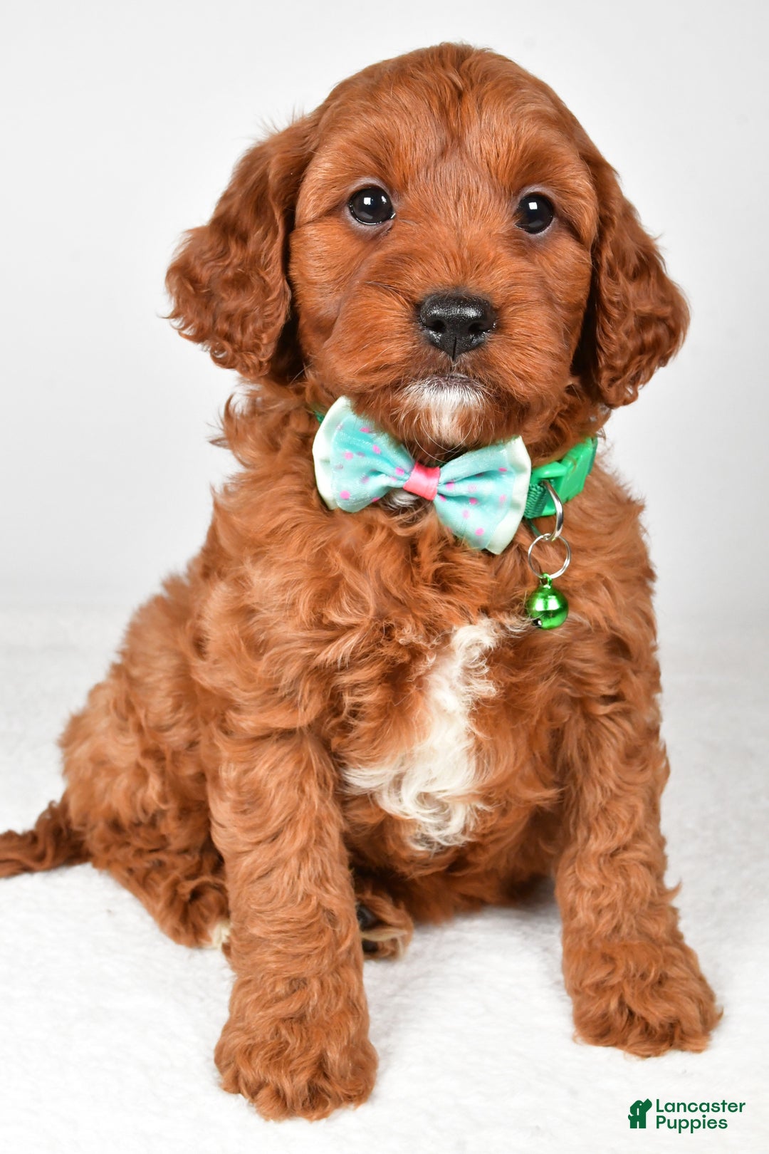 Cavapoo dogs for sale: Titus - Ad 2