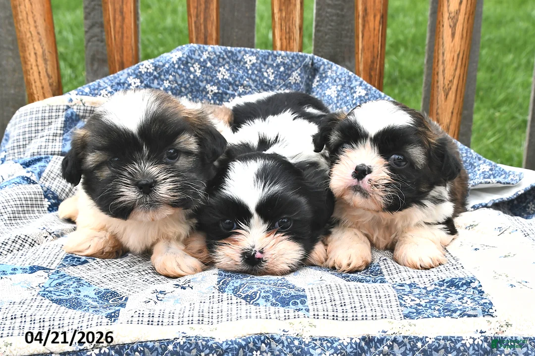 Teddy Bear dogs for sale: Mocha - Ad 3