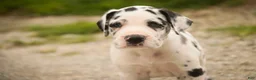 Great Dane dogs for sale: Bentley Great Dane  - Ad 2