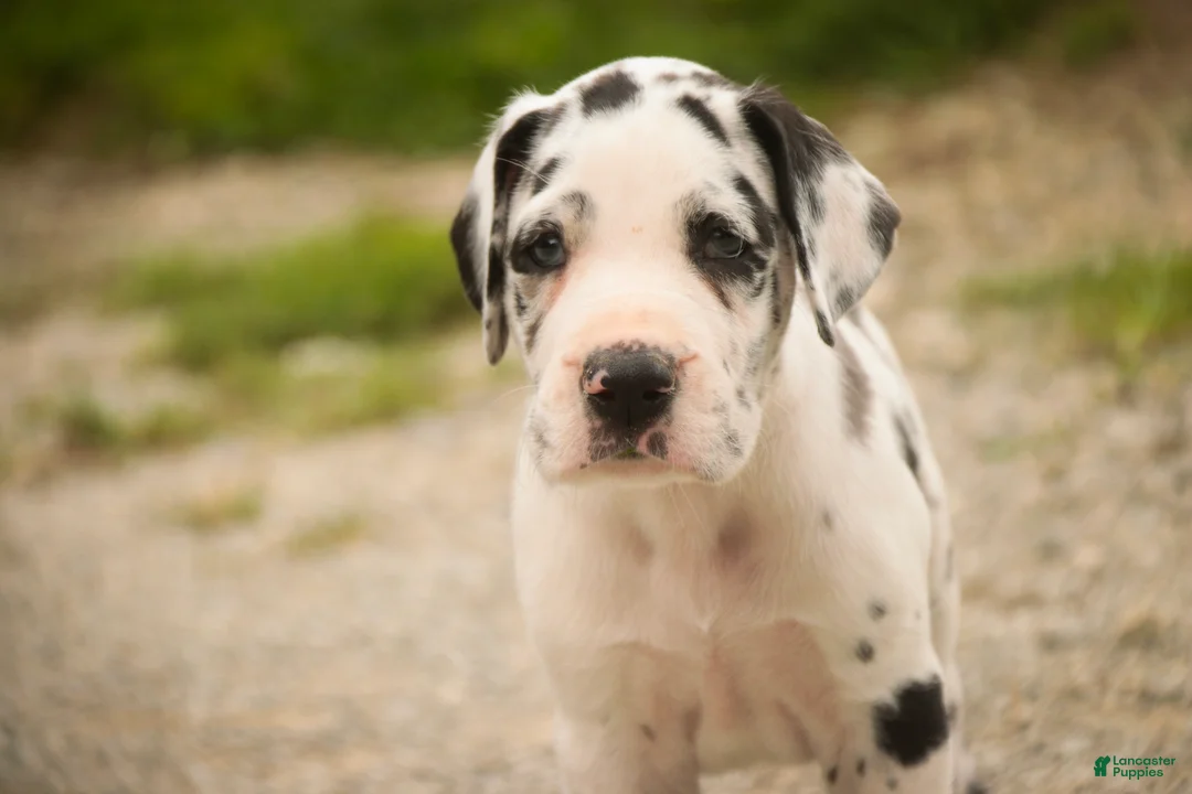 Great Dane dogs for sale: Bentley Great Dane  - Ad 2