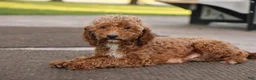 Toy Poodle dogs for sale: Jack - Ad 4