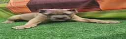 Cane Corso dogs for sale: ZEUS - Ad 13