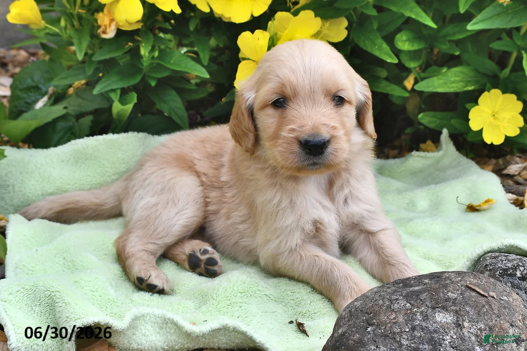 Goldendoodle dogs for sale: Elmo - Ad 2