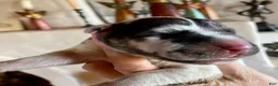 Great Dane dogs for sale: Osbidian Wildfire Ignis - Ad 5