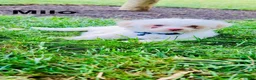 Bichon Frise dogs for sale: luna - Ad 6