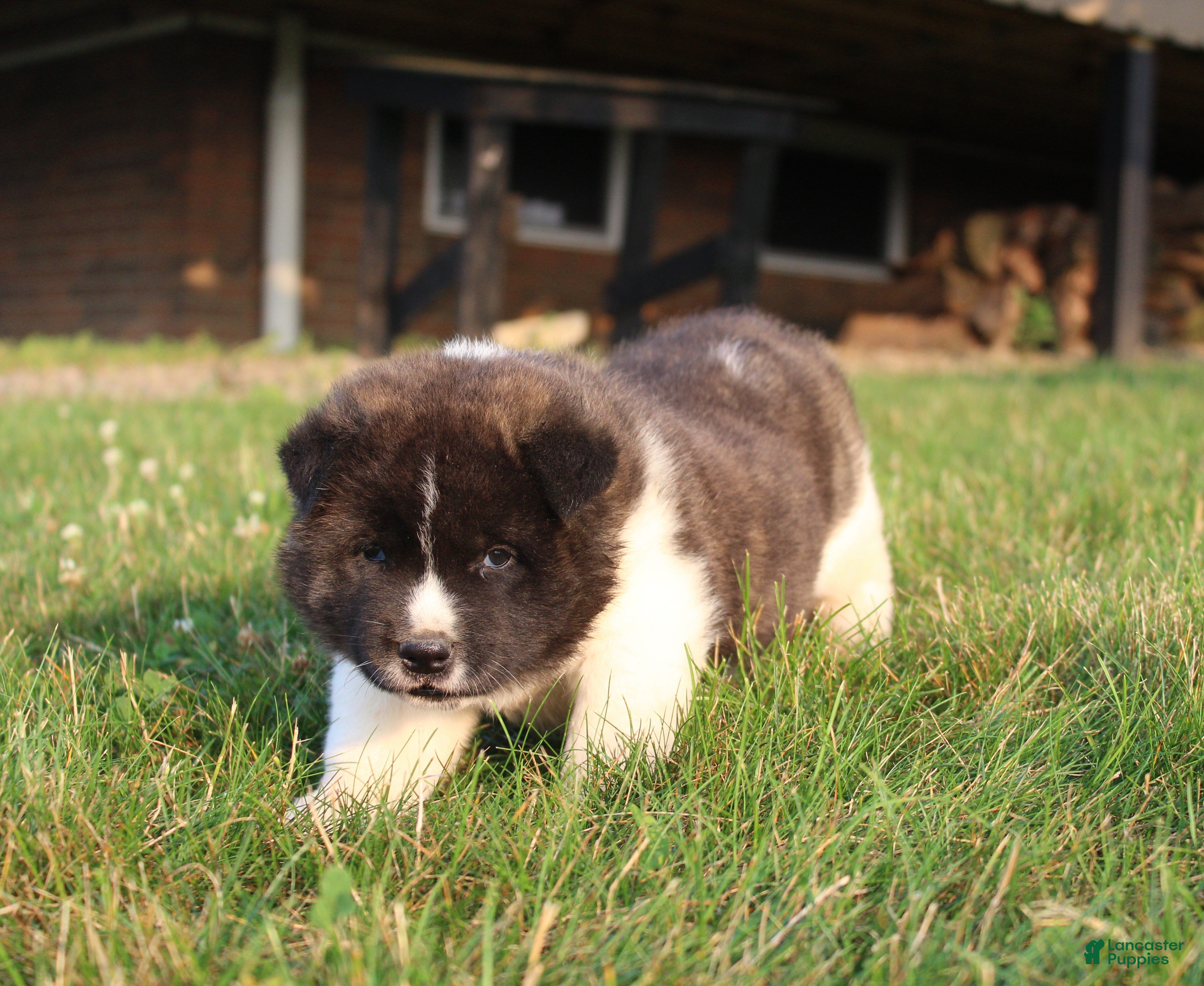 Akita dogs Akita 2 - Ad 2