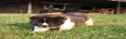 Akita dogs for sale: Akita 2 - Ad 2