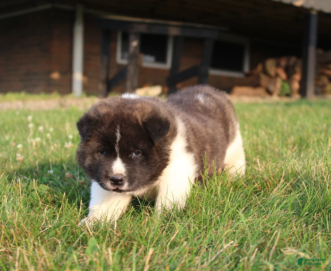 Akita dogs for sale: Akita 2 - Ad 2