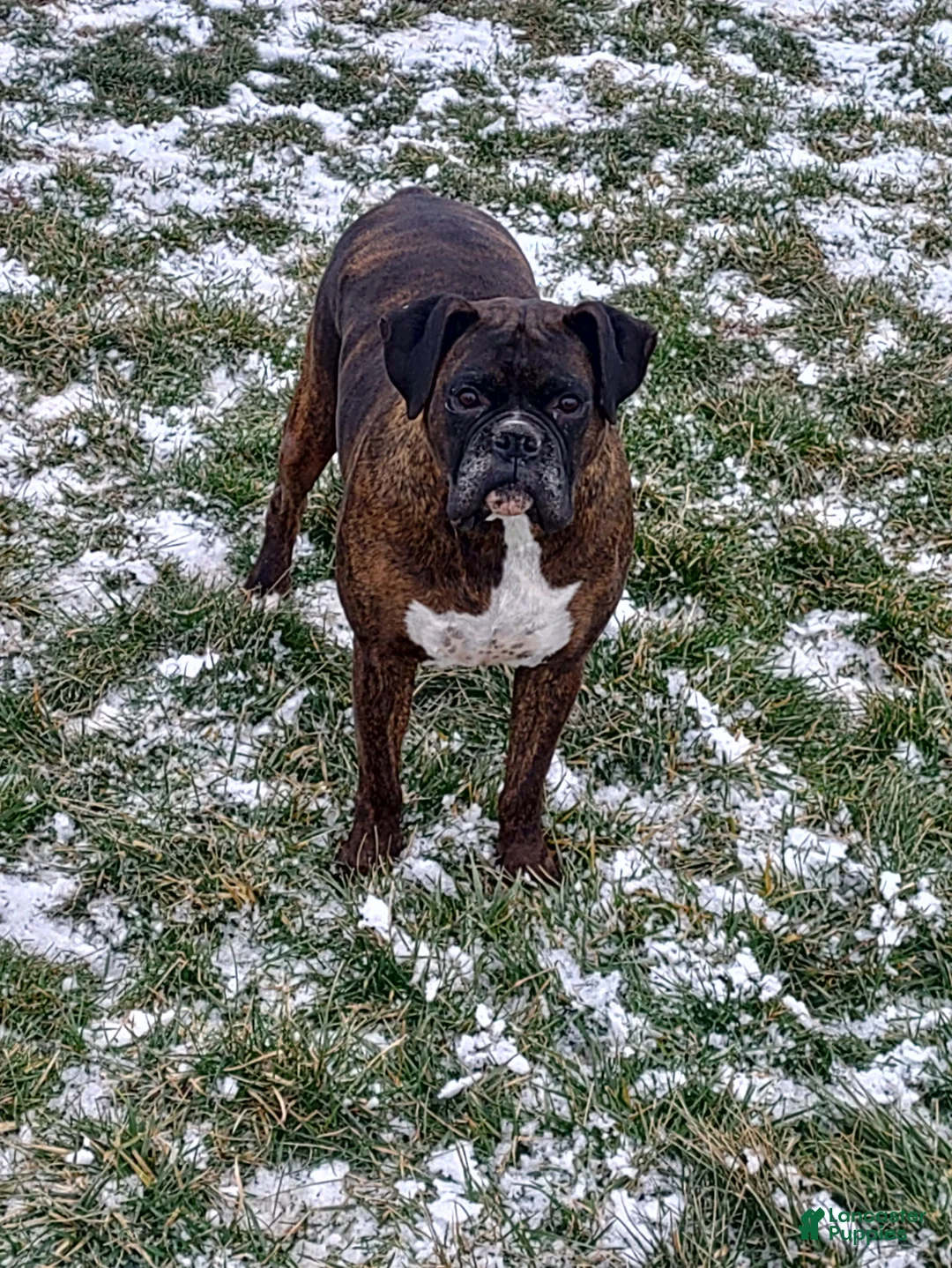 Boxer dogs for sale: Boxer Puppy 1 - Ad 1