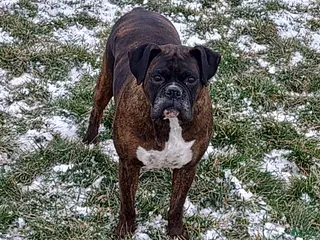 Boxer dogs Boxer Puppy 1 - Ad 40