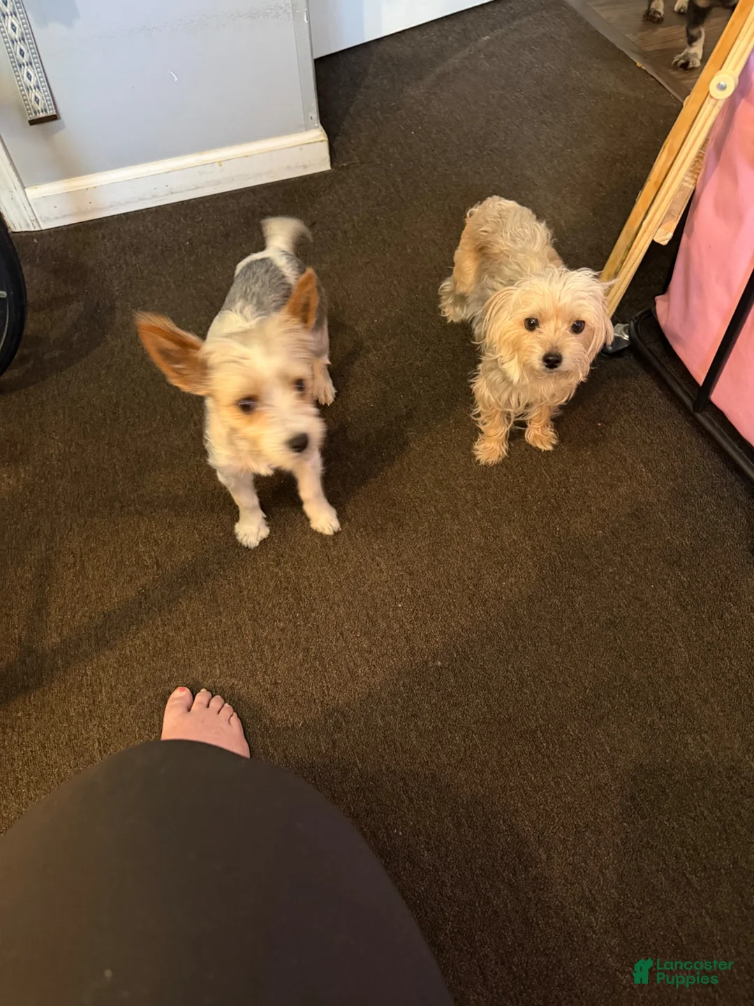 Yorkshire Terrier dogs for sale: Yorkshire Terrier 3 - Ad 2