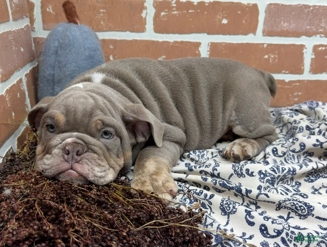 English Bulldog dogs for sale: Emmitt - Ad 2