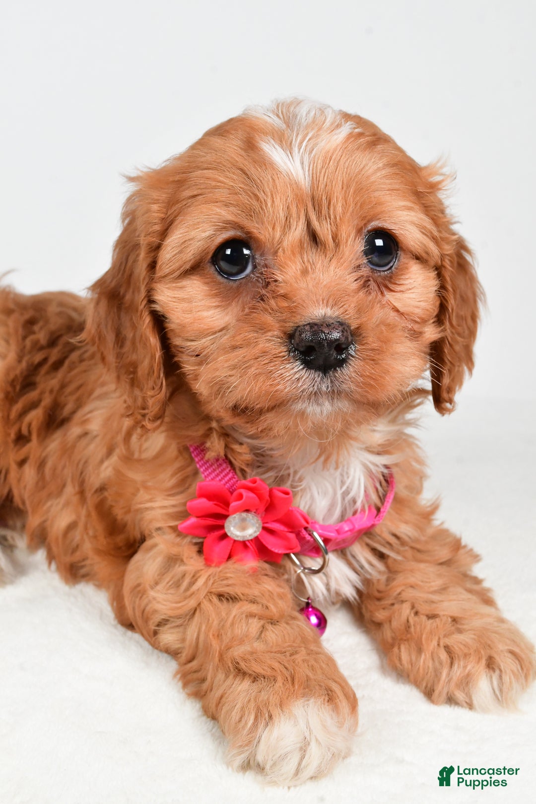 Cavapoo dogs for sale: Rose - Ad 3