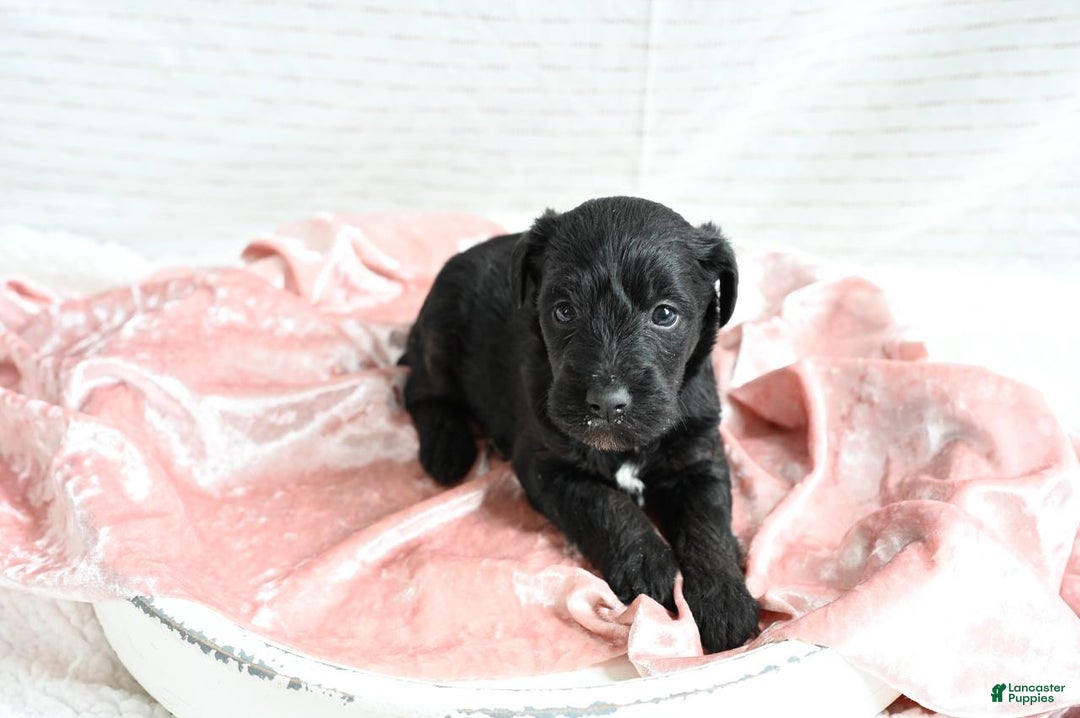 Mixed Breed dogs for sale: Fern - Ad 1