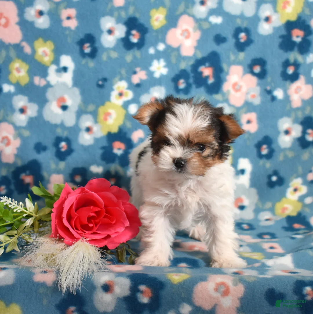 Yorkshire Terrier dogs for sale: Graham  - Ad 5