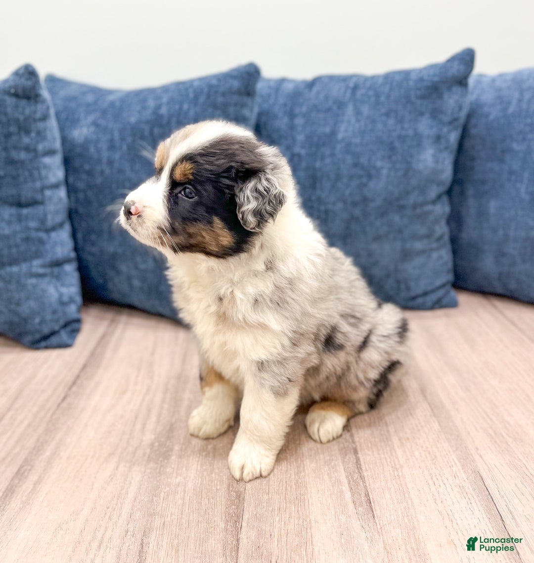Australian Shepherd dogs for sale: Chloe - Ad 4