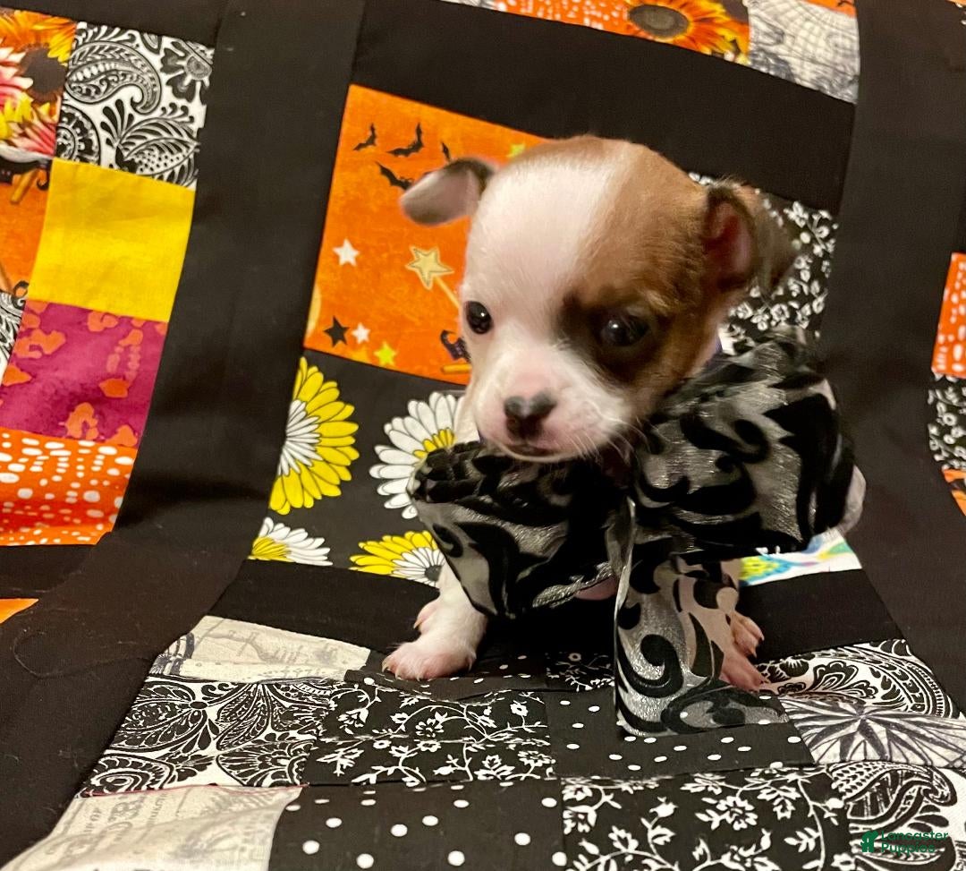 Chihuahua dogs for sale: Lucille - Ad 26