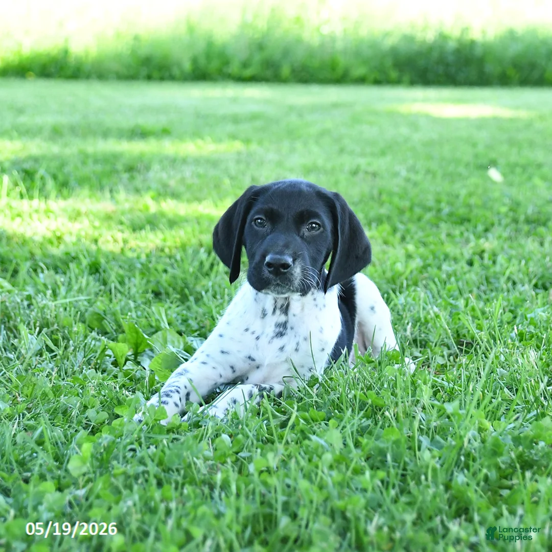 German Shorthaired Pointer dogs for sale: Gus - Ad 1