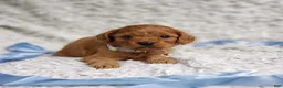 Cavapoo dogs for sale: Reuben  - Ad 4