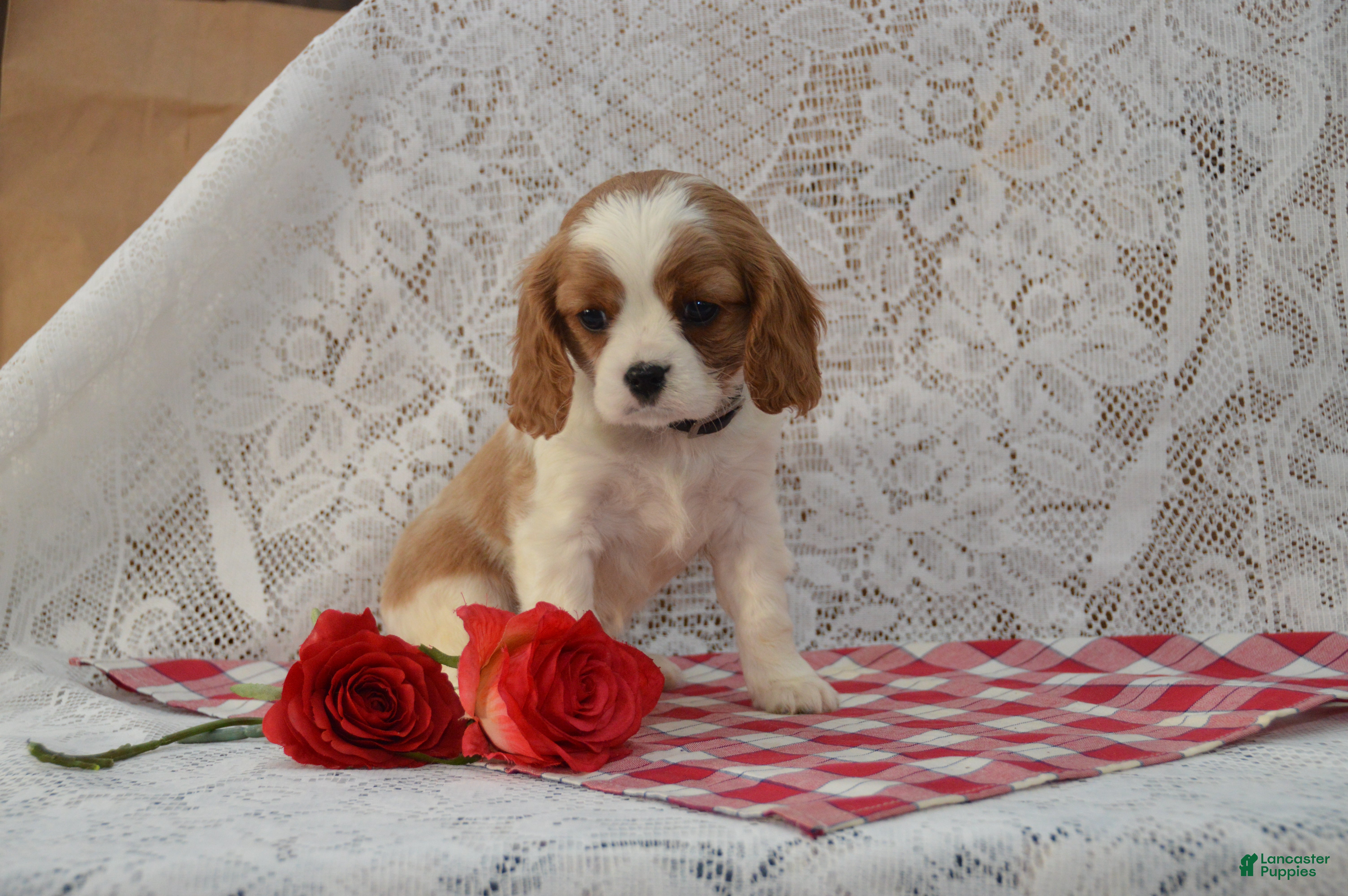 Cavalier King Charles Spaniel dogs Dakota - Ad 2