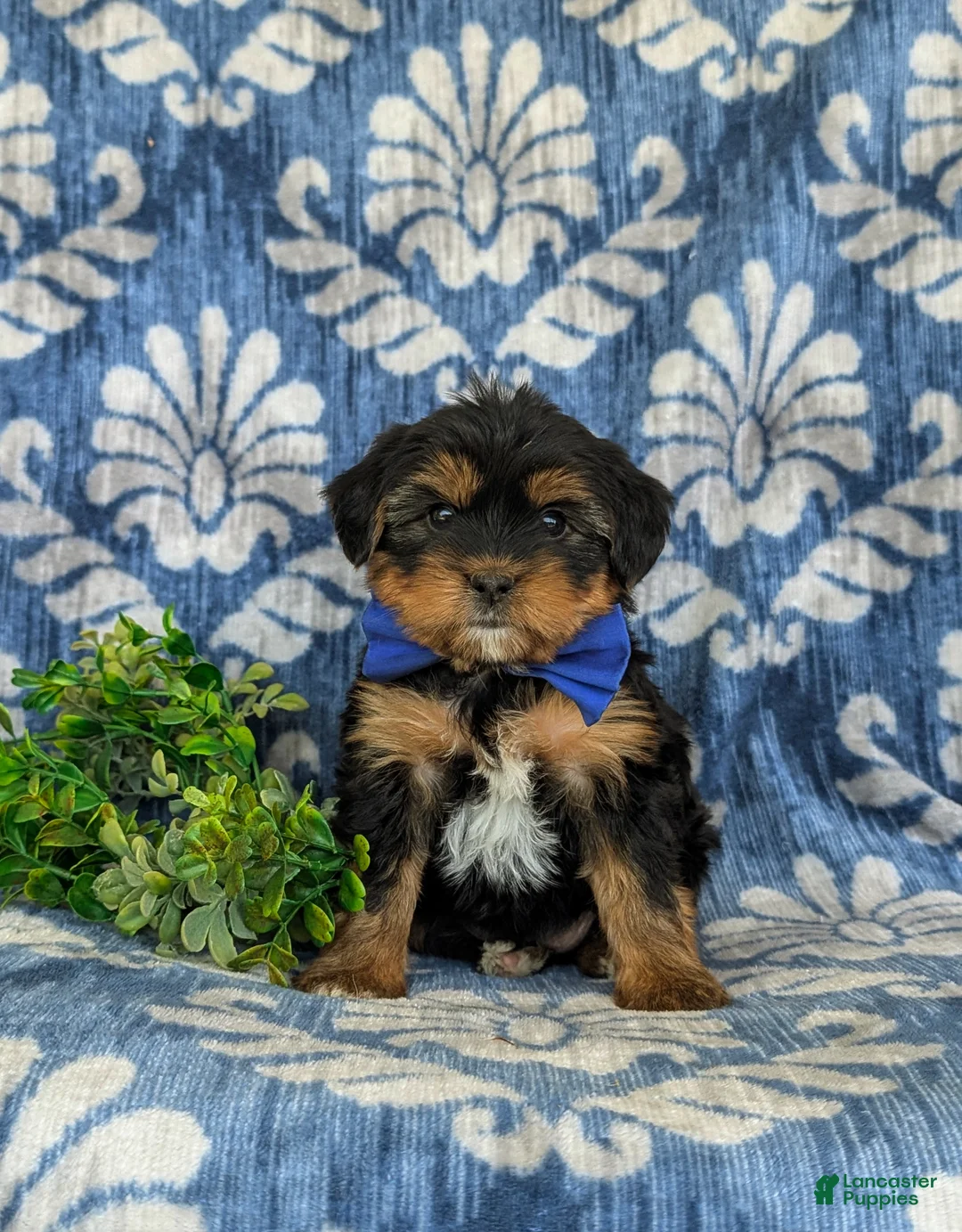 Shorkie dogs for sale: Lowell 7 lbs Full Grown - Ad 9